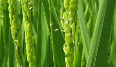 稲の花　アップ