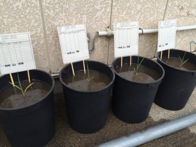 肥料試験移植直後