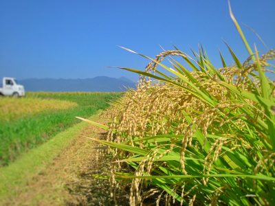 会津坂下町　稲