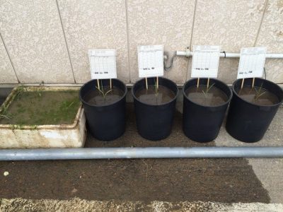 肥料試験移植直後 (2)